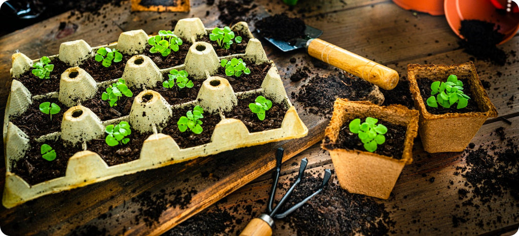 Veggie Garden Growing Guide