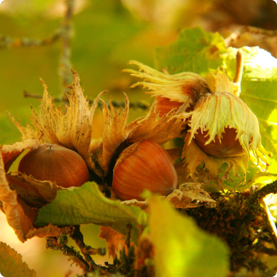 Nut Tree Seeds