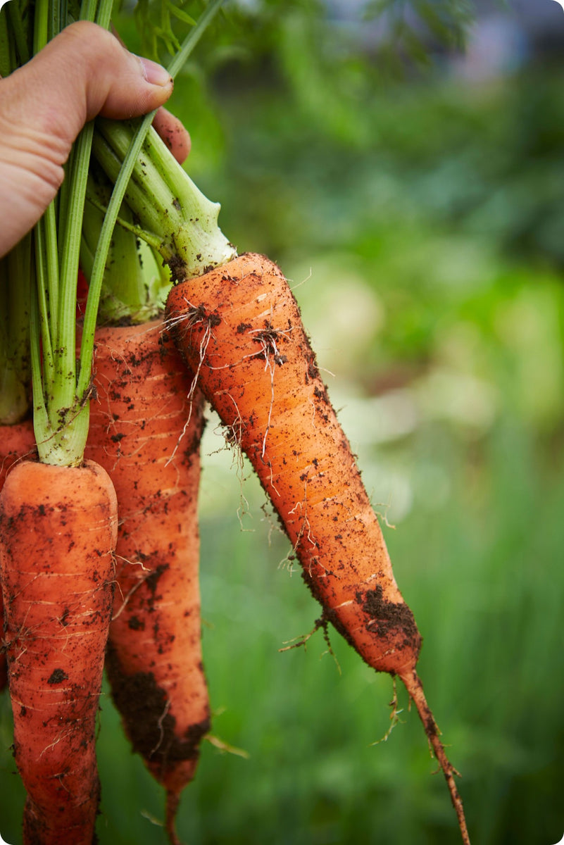 Vegetable Seeds The Incredible Seed Company Ltd