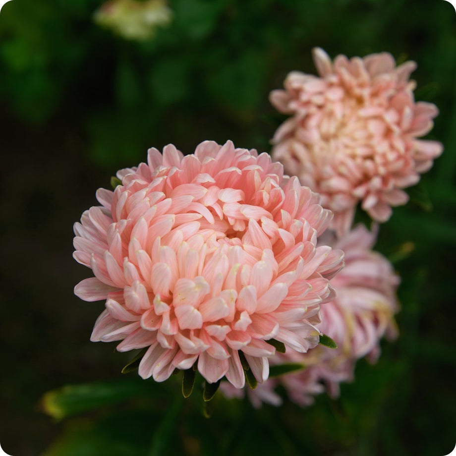 Cut Flowers – Tagged 