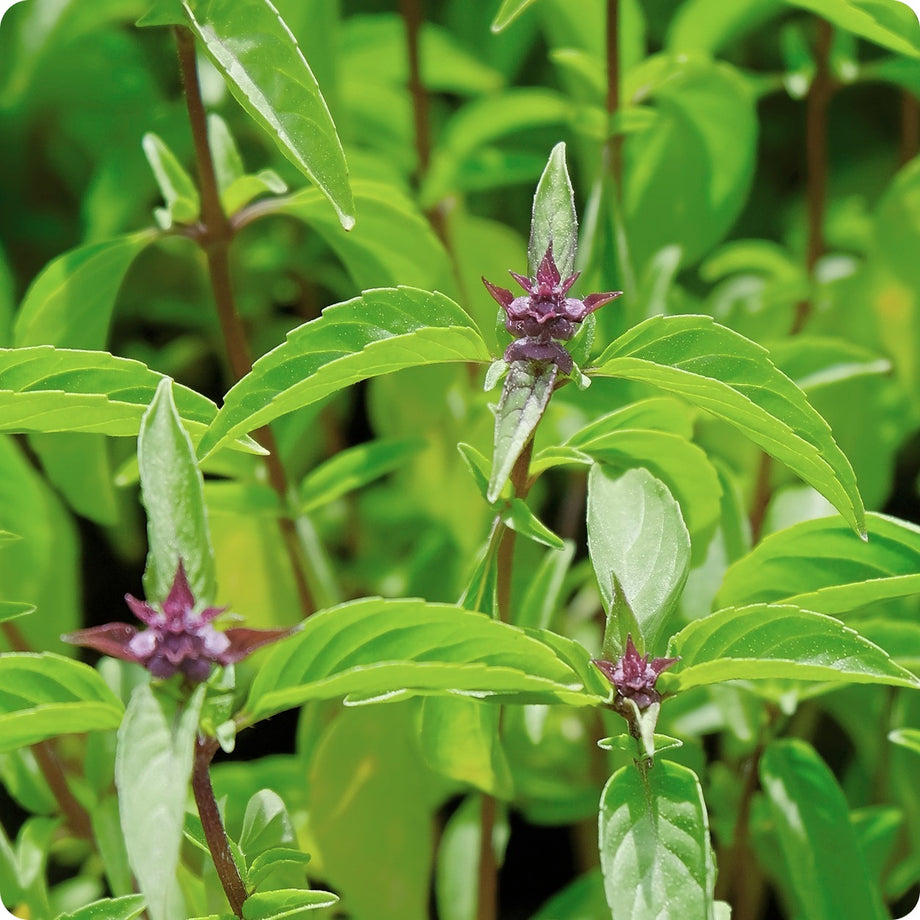 plant thai basil seeds Basil Seeds