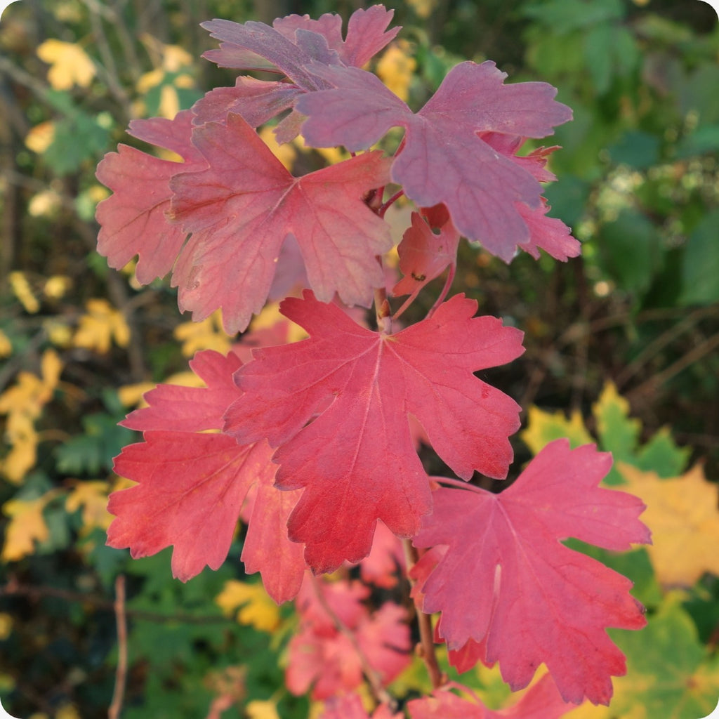 Golden Currant Leaves