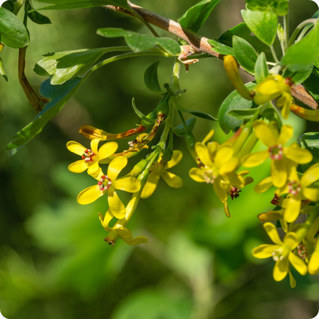 Golden Currant