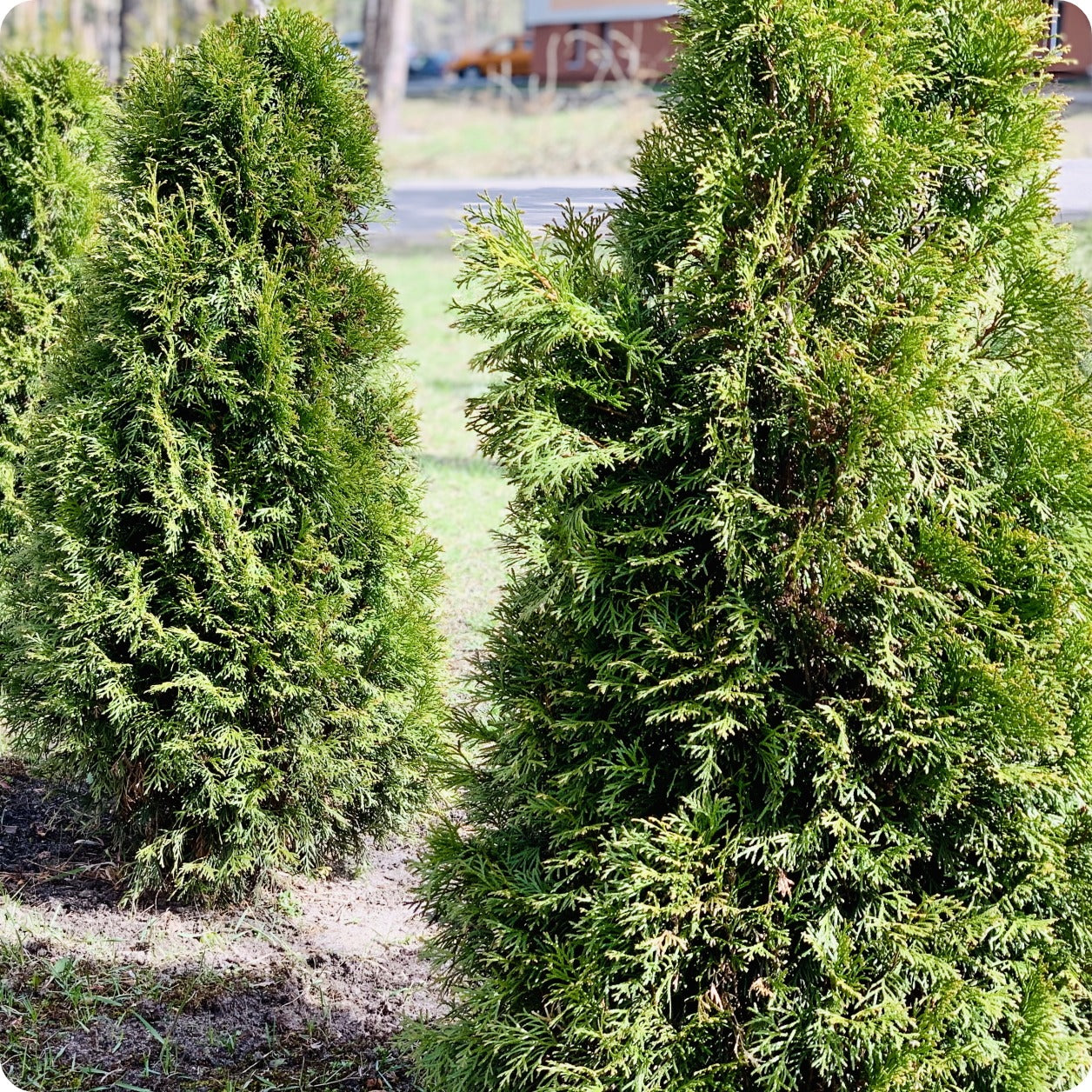 Cedar Tree Seeds - Pyramidal American Cedar – The Incredible Seed ...