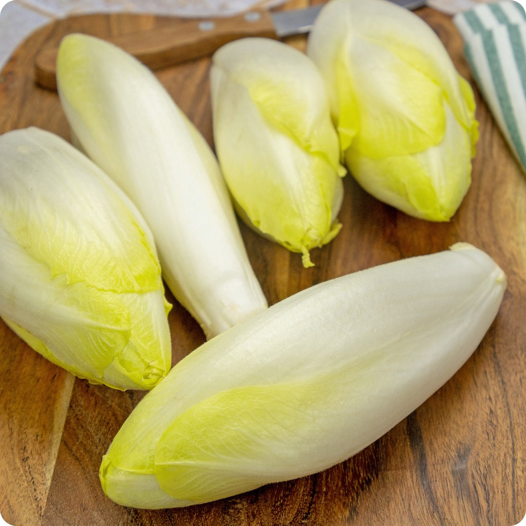Endive – The Incredible Seed Company Ltd