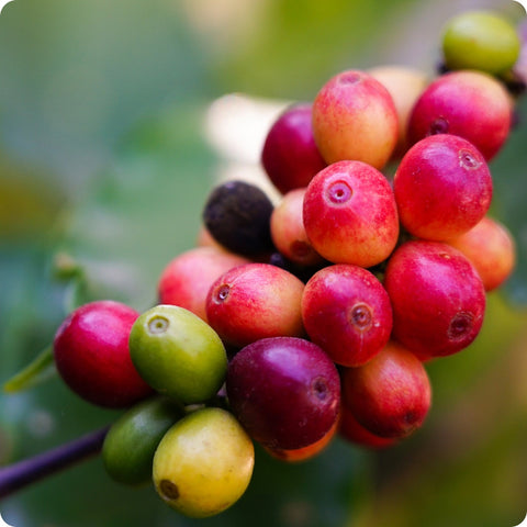 Coffee Seeds - Arabica
