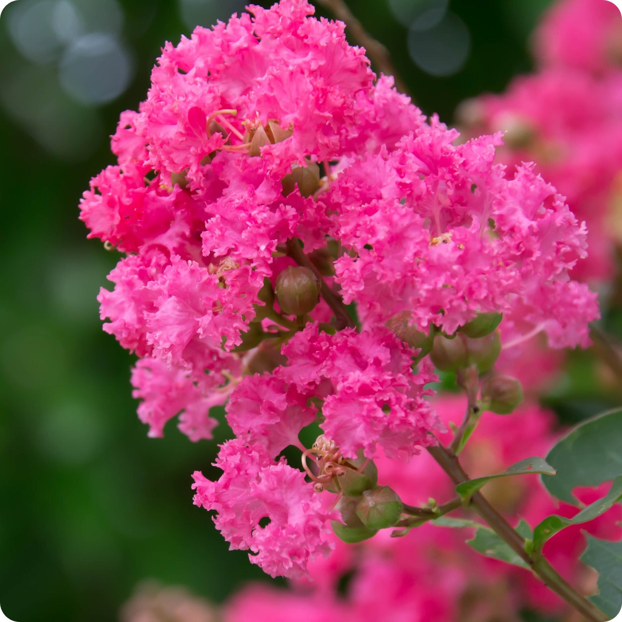 planting crape myrtle seeds Crape Myrtle Seeds