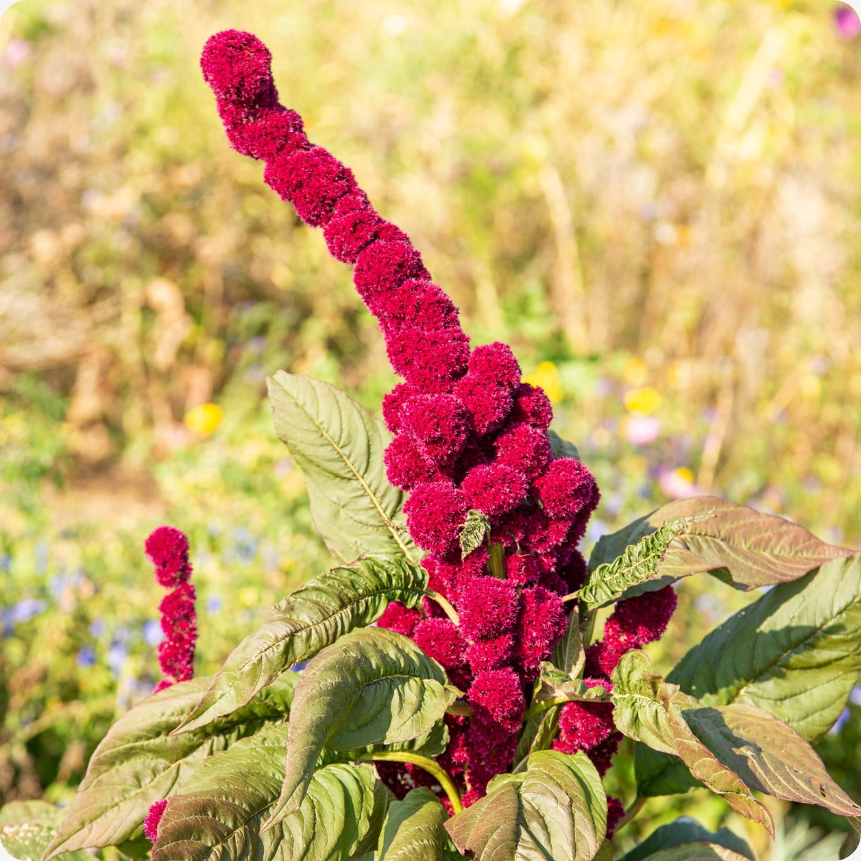 elephant head flower seeds Amaranth Seeds
