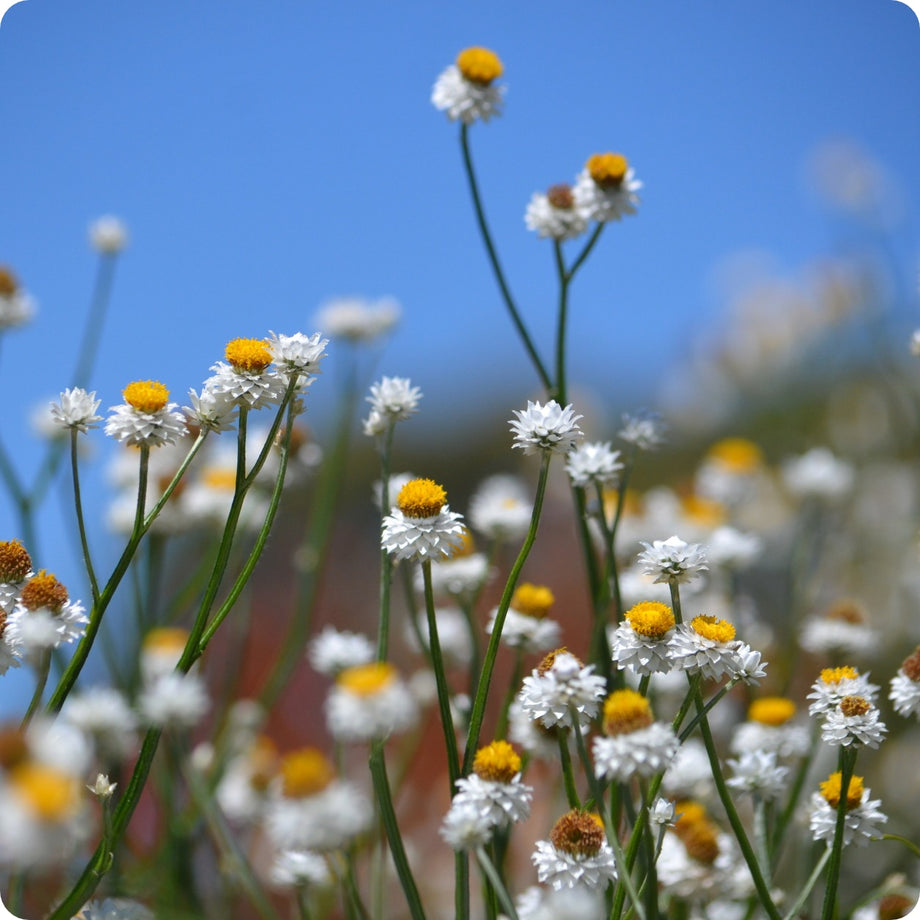 Cut Flowers – Tagged 