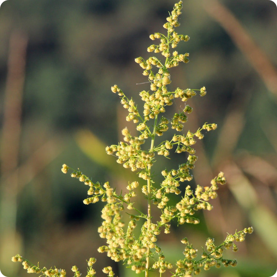 sweet wormwood plant Artemisia Seeds