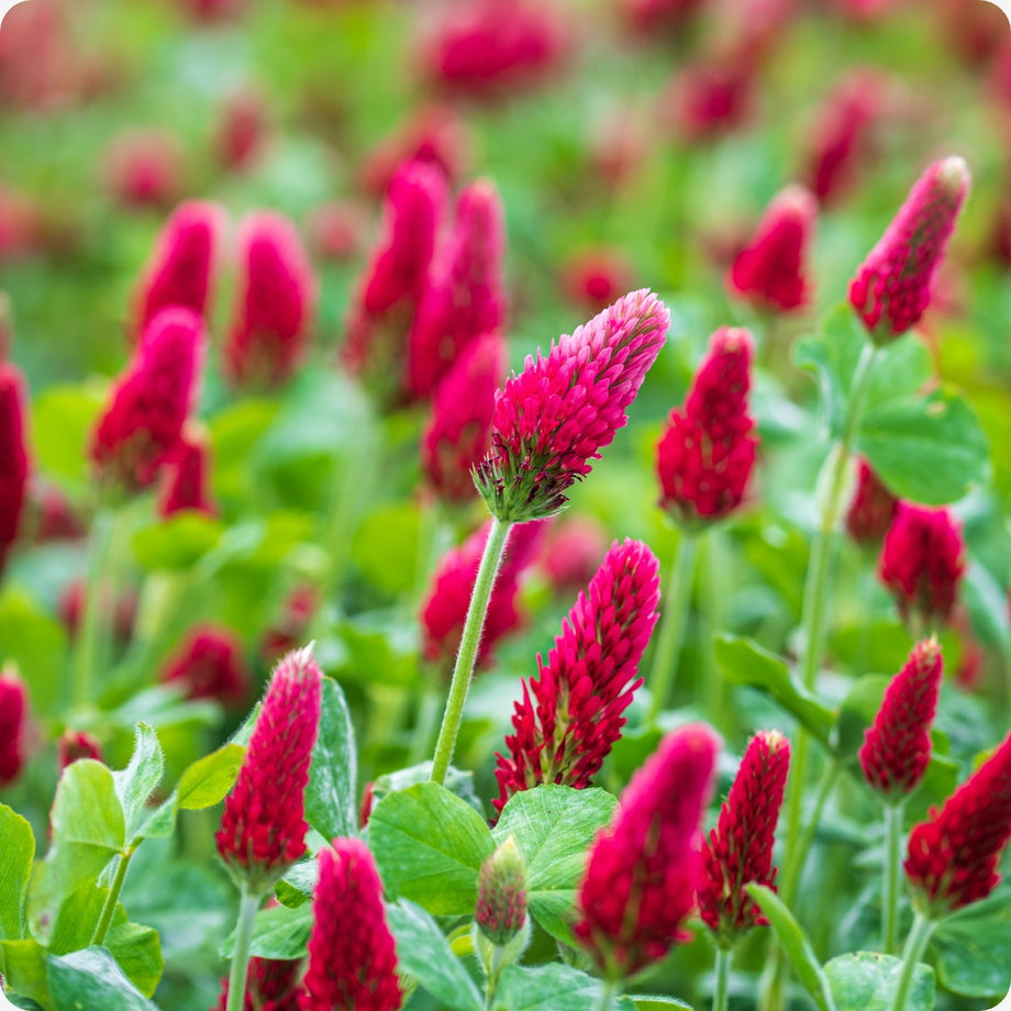 clover flower seeds Clover Seeds