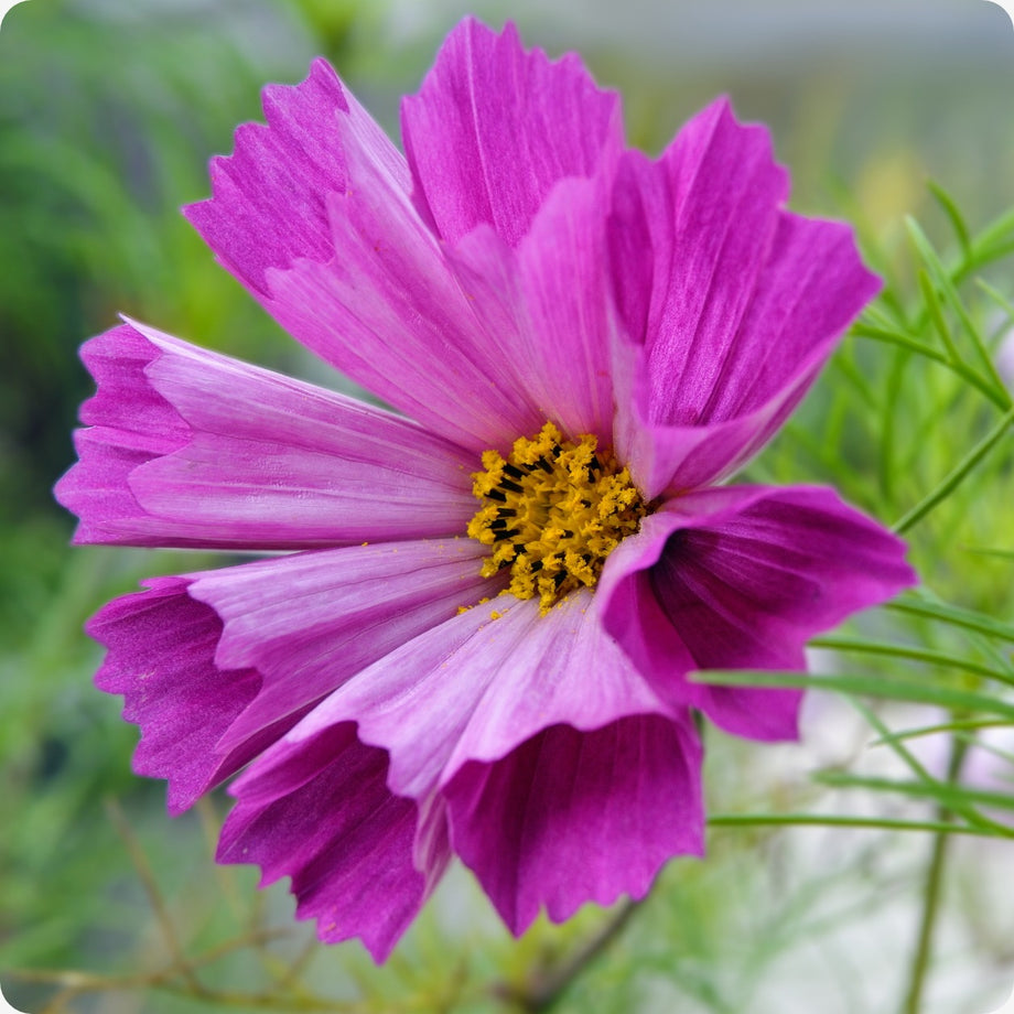 Cosmos Flower Seeds - Seashell Mix – The Incredible Seed Company Ltd