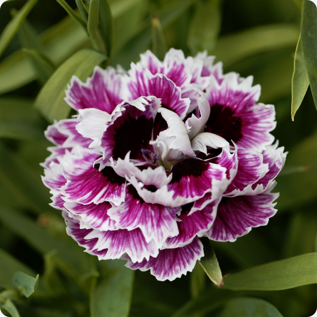dianthus flower seed Dianthus Seeds
