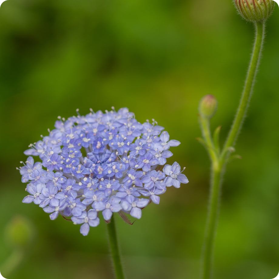 lacy lavender blue didiscus seed Didiscus Seeds