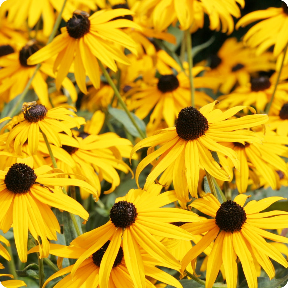 yellow echinacea seeds Echinacea Seeds