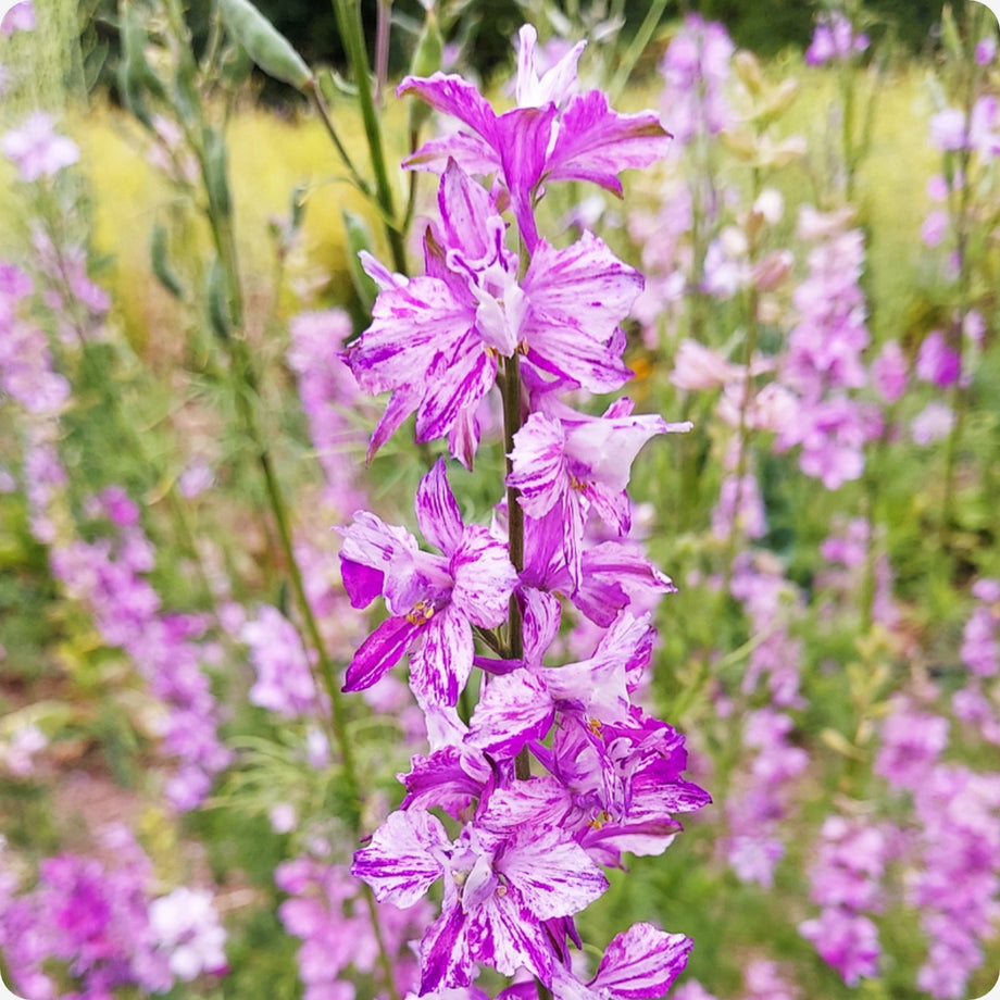2025 NEW Flowers! – The Incredible Seed Company Ltd