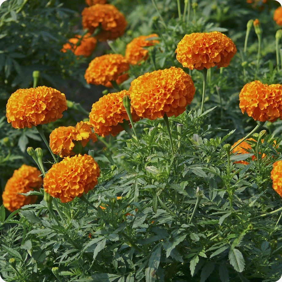 Marigold Seeds