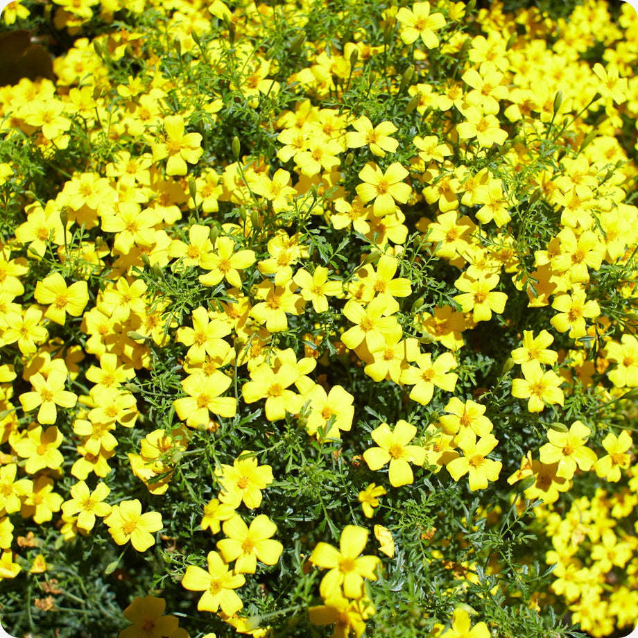 lemon marigold seeds Marigold Seeds