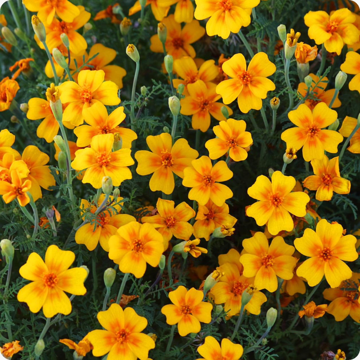 gem marigold seeds Marigold Seeds