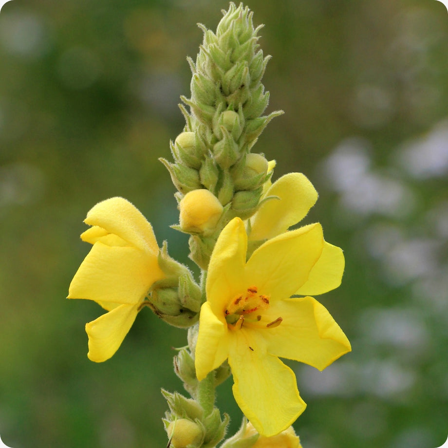 planting mullein seeds Mullein Seeds
