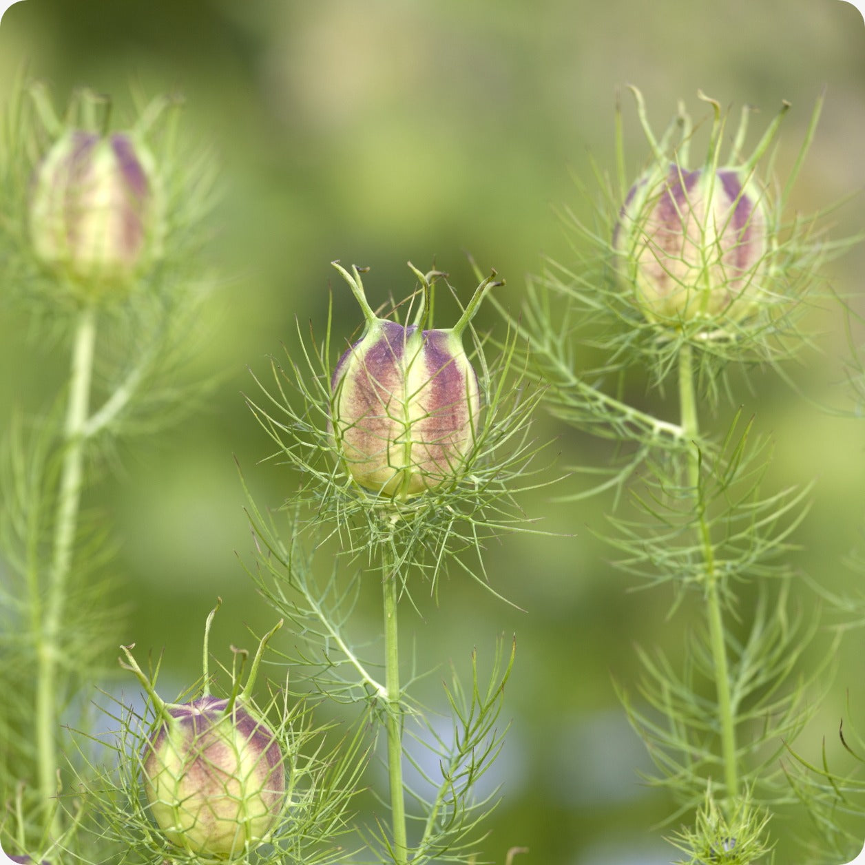nigella flower seed heads Nigella Seeds