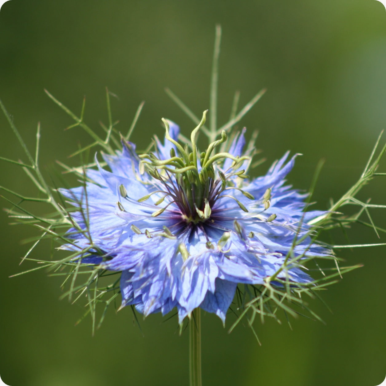 love in mist flower seeds Nigella Seeds