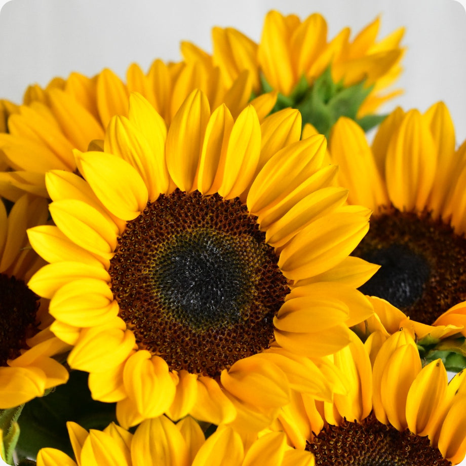 Flower Seeds – Tagged 