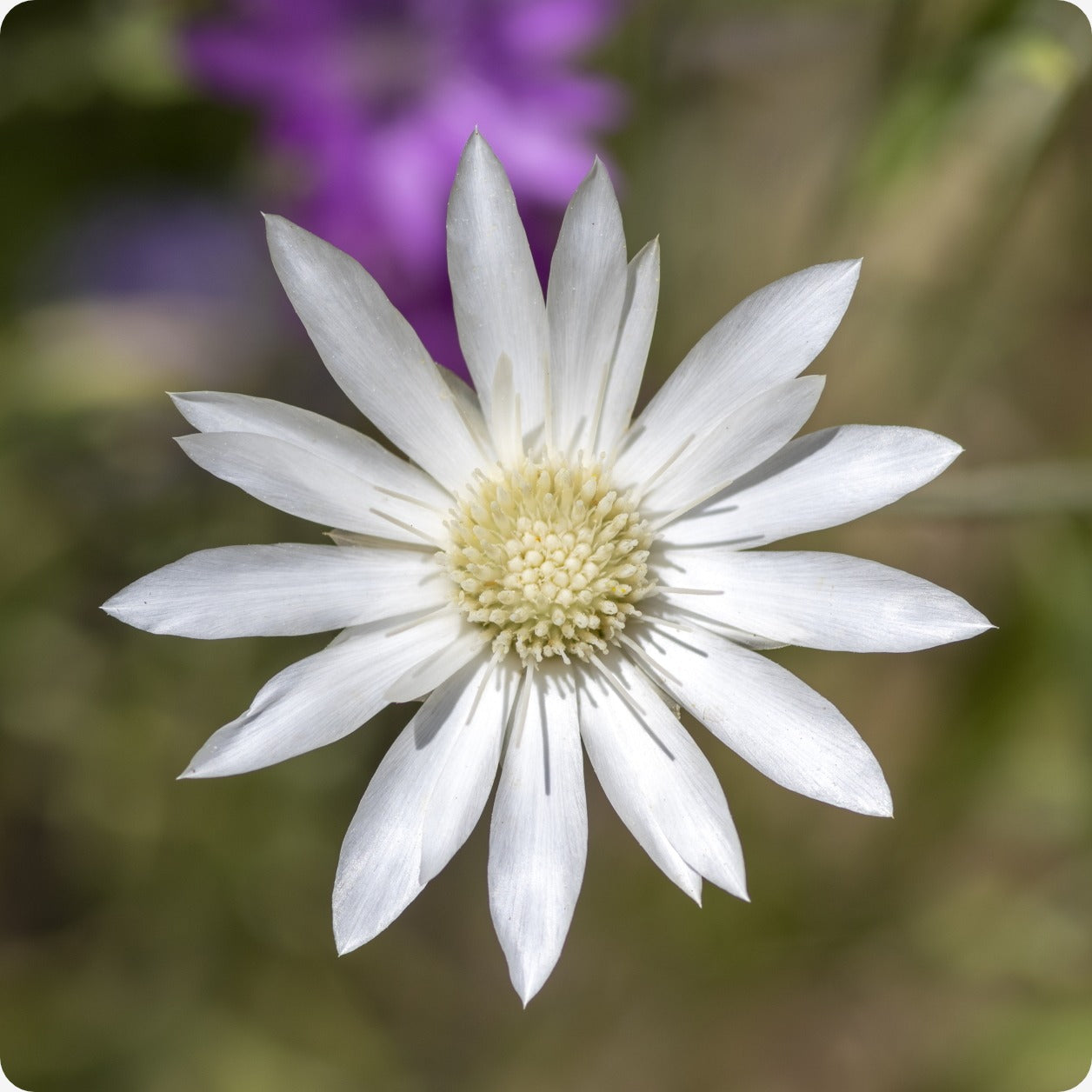 immortelle flower seeds Xeranthemum (Everlasting Flower) Seeds
