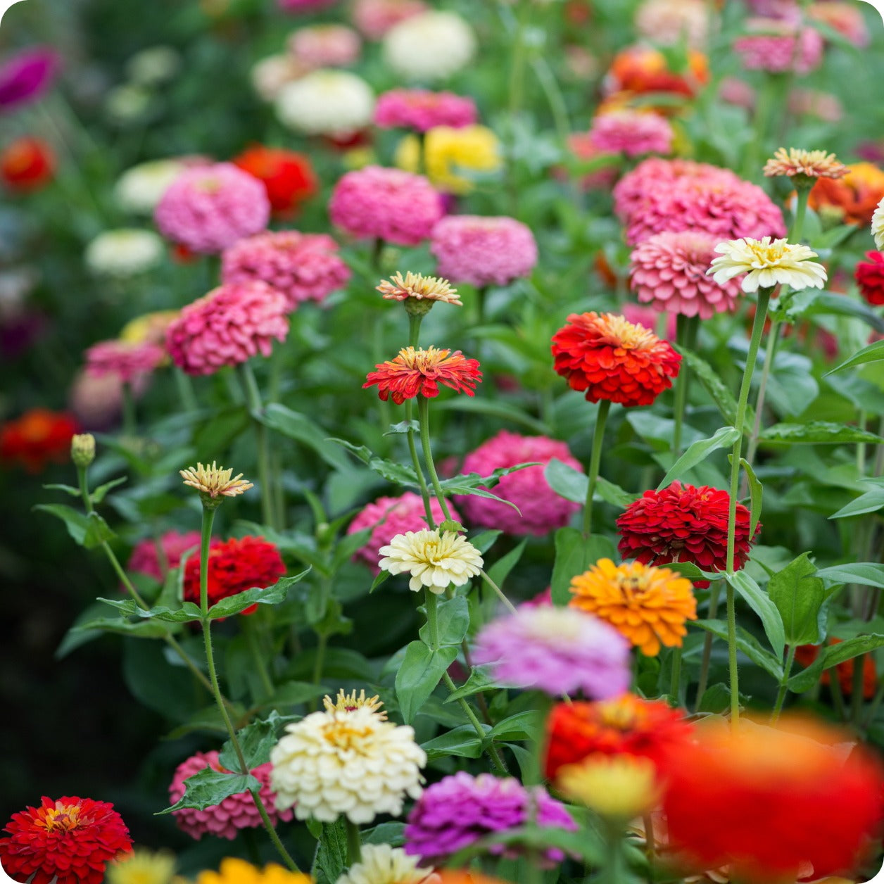 planting california giant zinnia seeds Zinnia Seeds