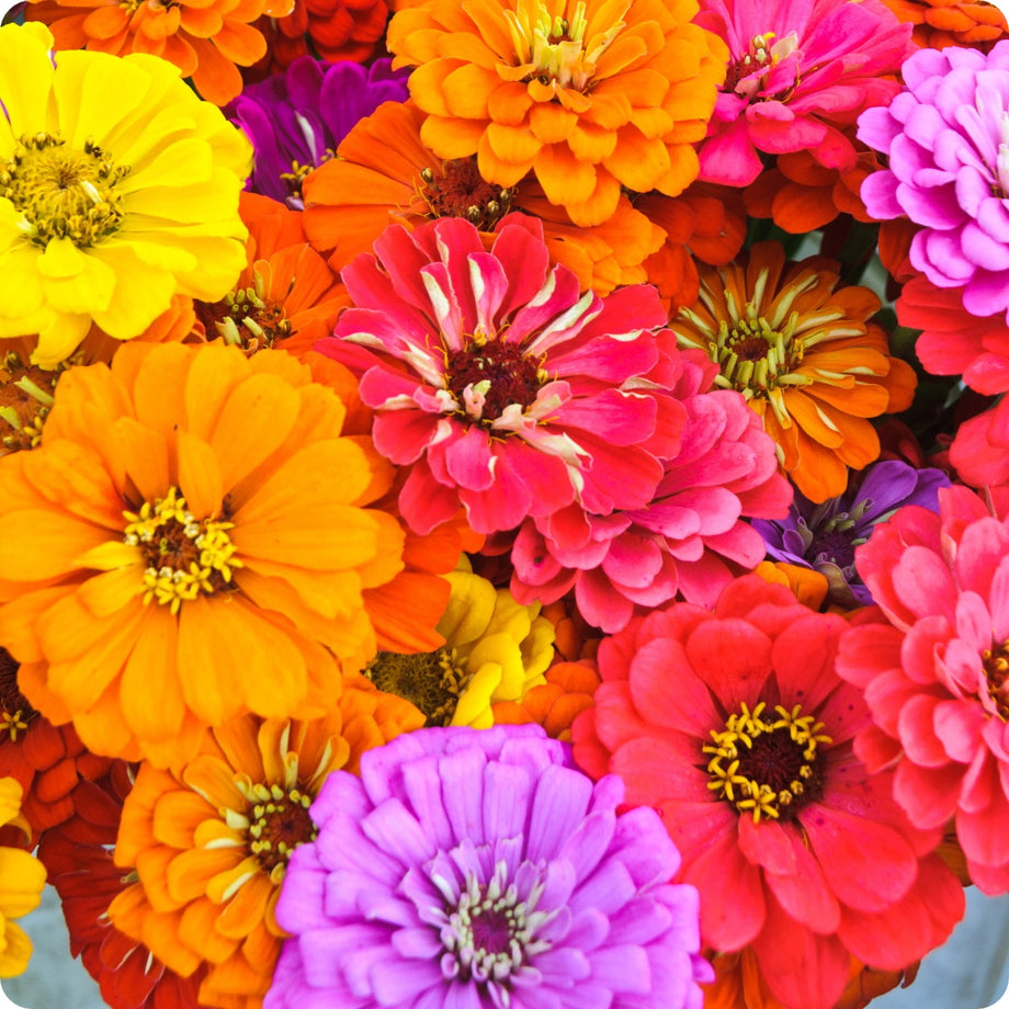 giant dahlia seeds Zinnia Seeds