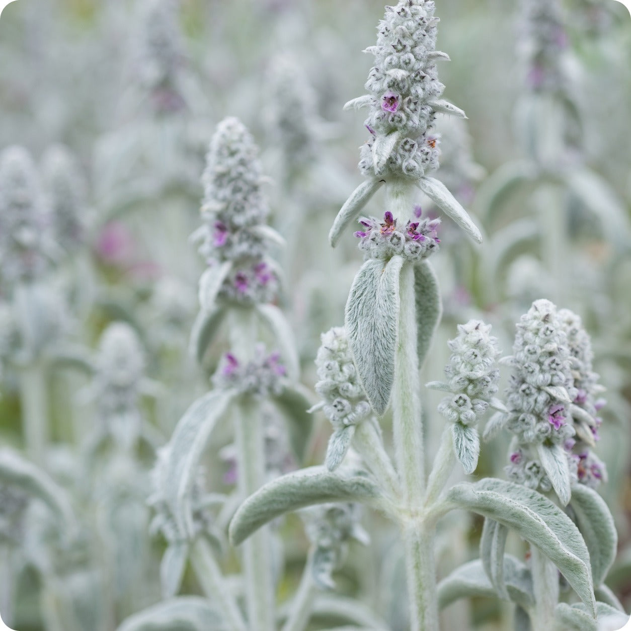 lambs ear plant seeds Lamb's Ear Seeds