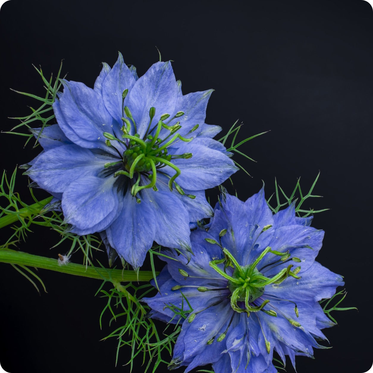 black seed flower Nigella Seeds