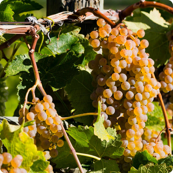 Grape Seeds - European Wine -