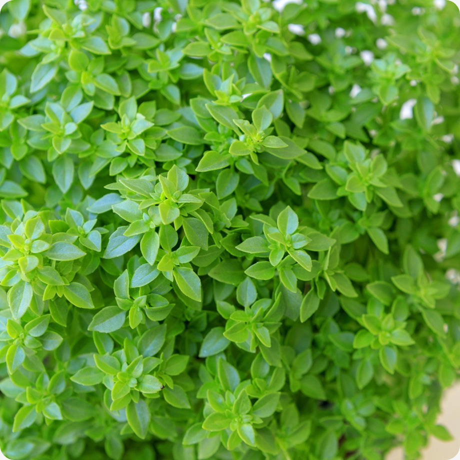 basil seeds plant name Basil Seeds