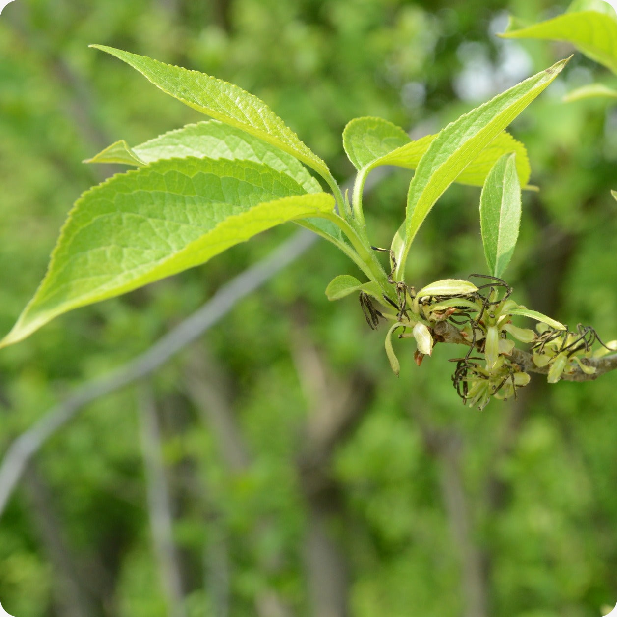 rubber tree seeds for sale Hardy Rubber Tree Seeds