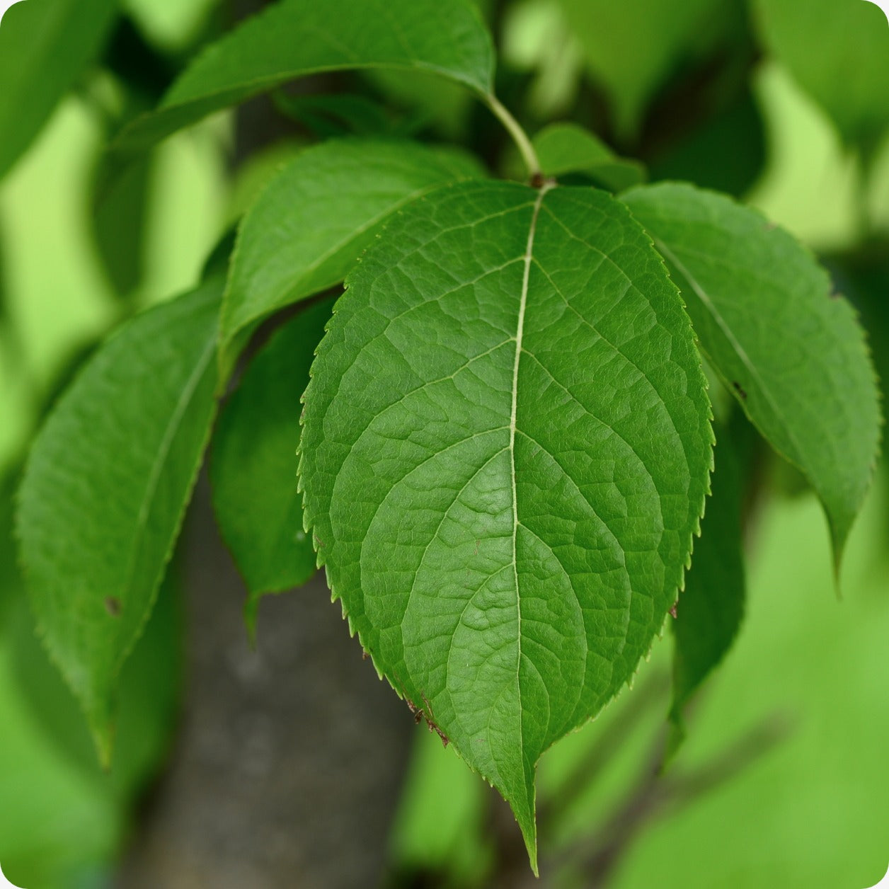 rubber tree from seed Hardy Rubber Tree Seeds
