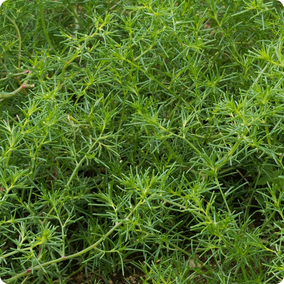 ハーブ、a様 Saltwort – The Incredible Seed Company Ltd