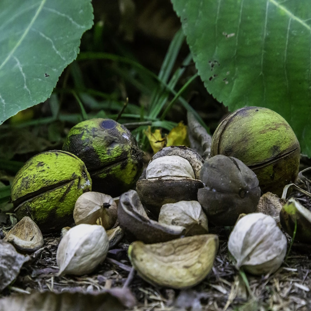 Deciduous & Flowering Tree Seeds – The Incredible Seed Company Ltd