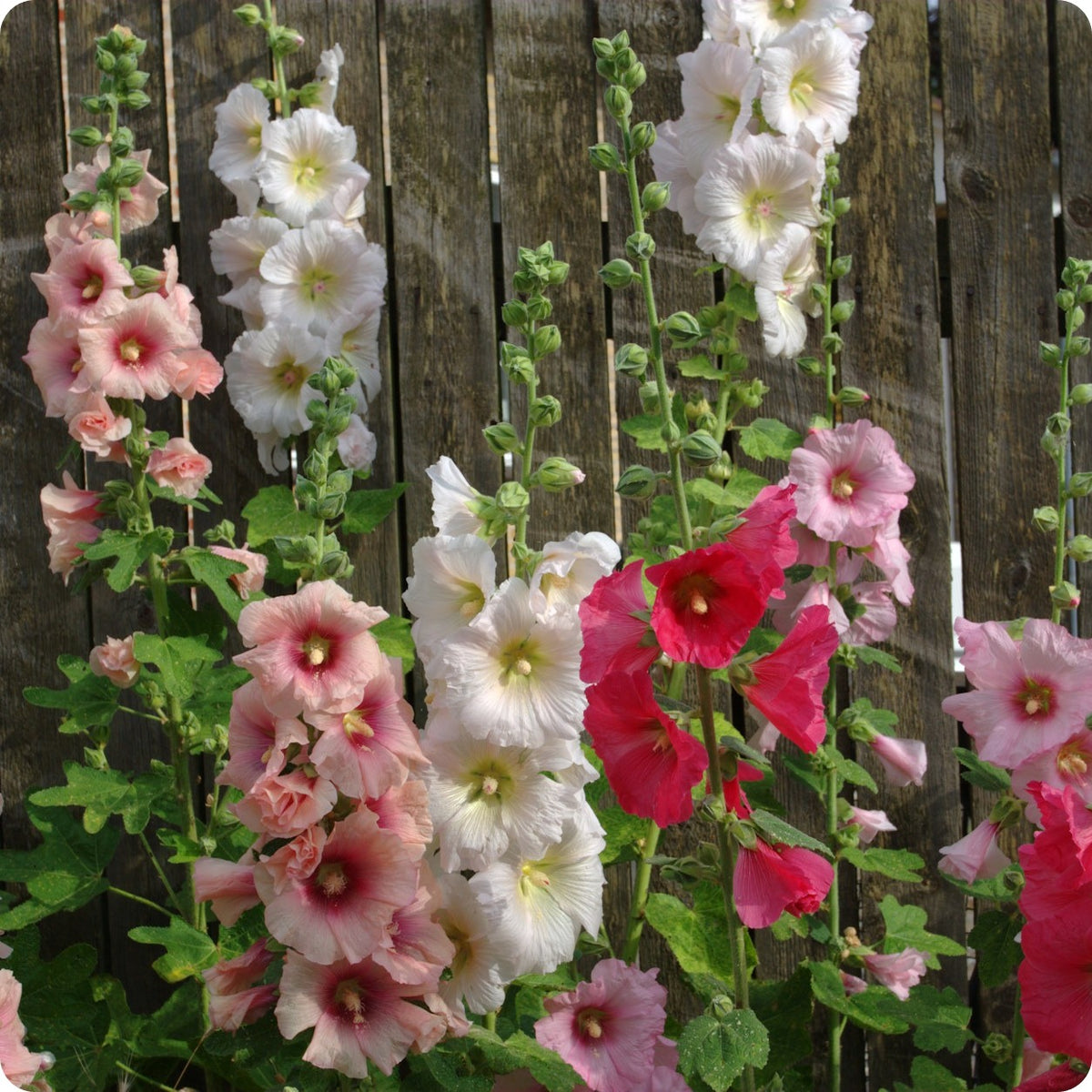 Hollyhock Seeds – The Incredible Seed Company Ltd