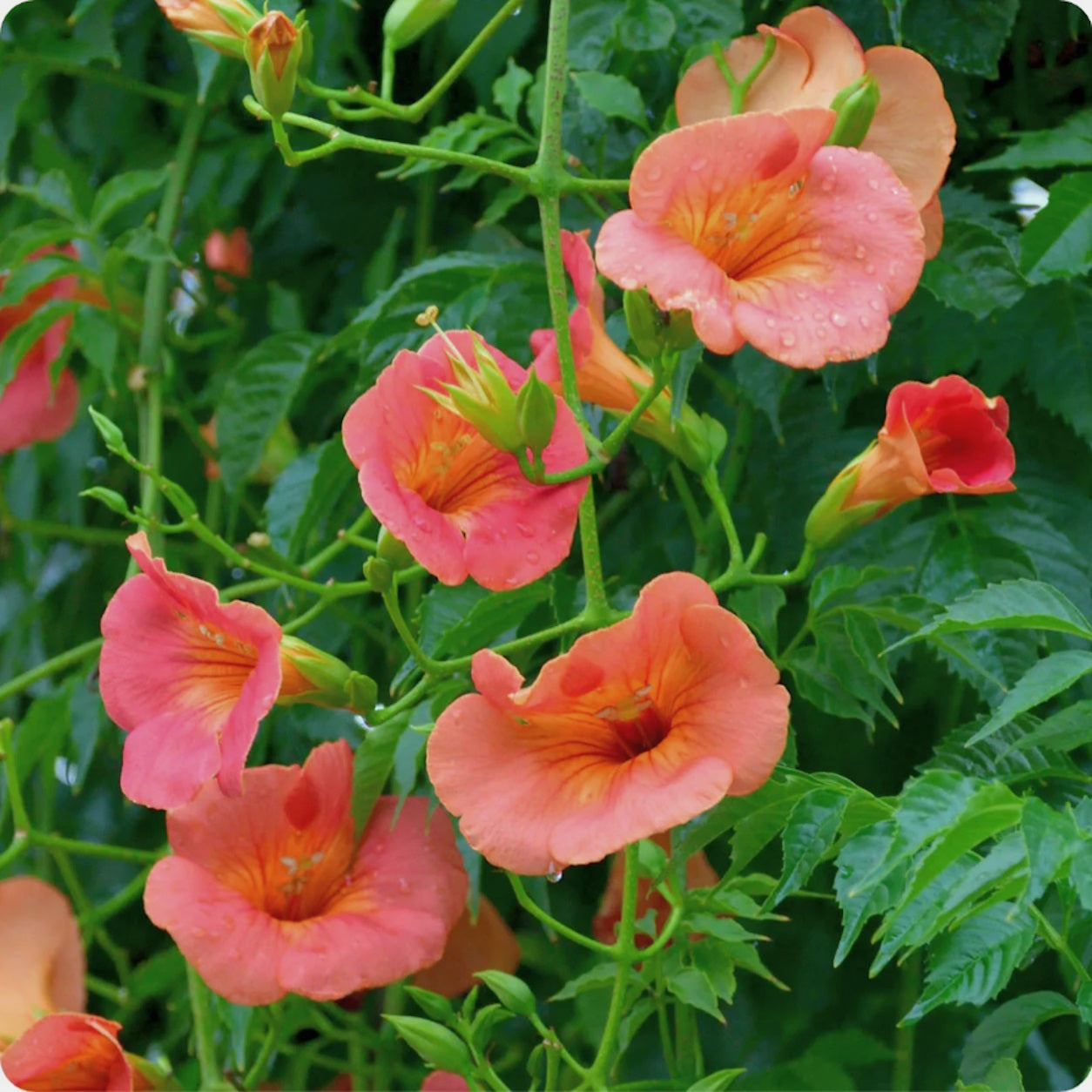 trumpet vine seeds planting Hummingbird Vine Seeds