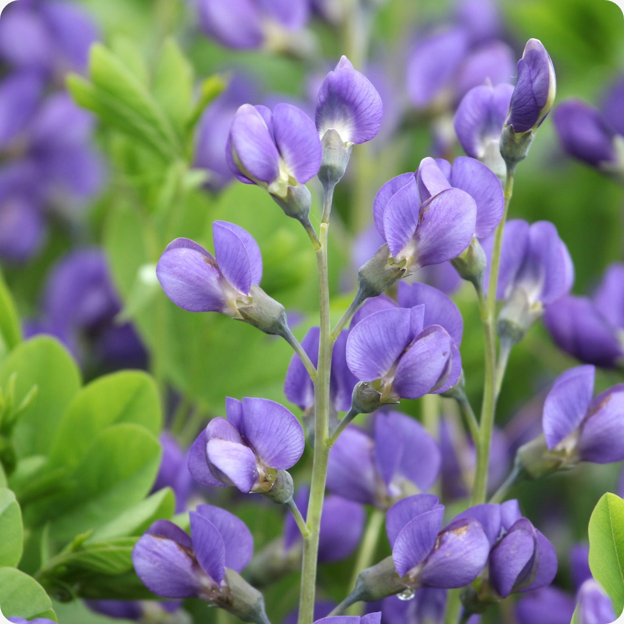 baptista flower seeds Indigo Seeds