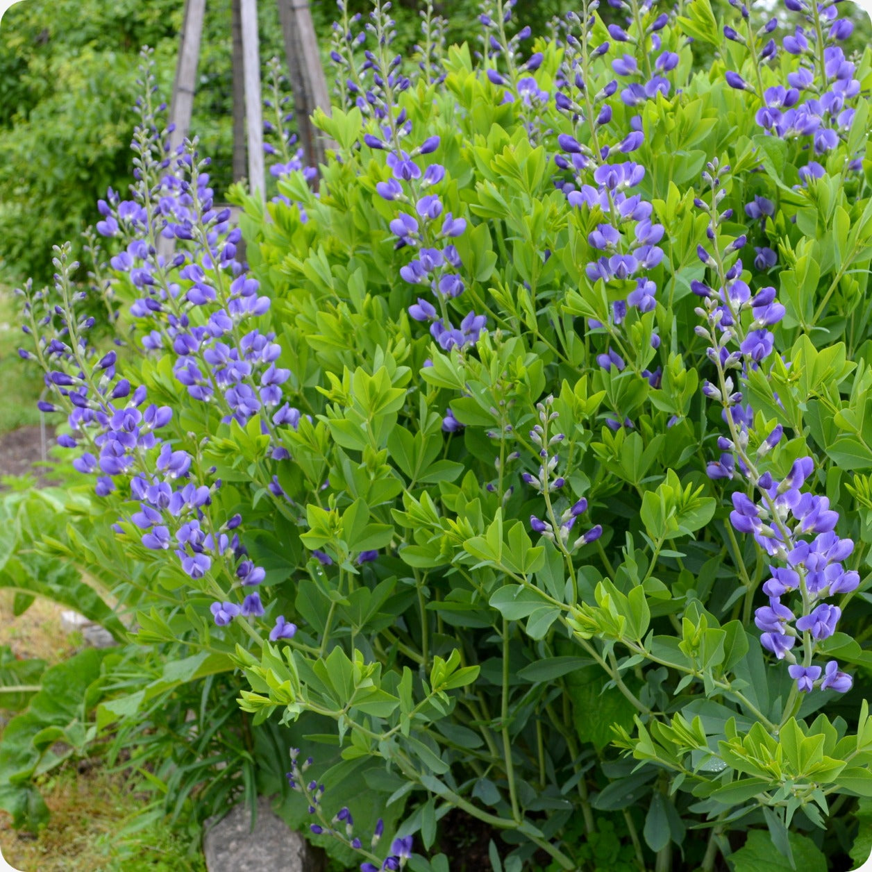 baptista flower seeds Indigo Seeds