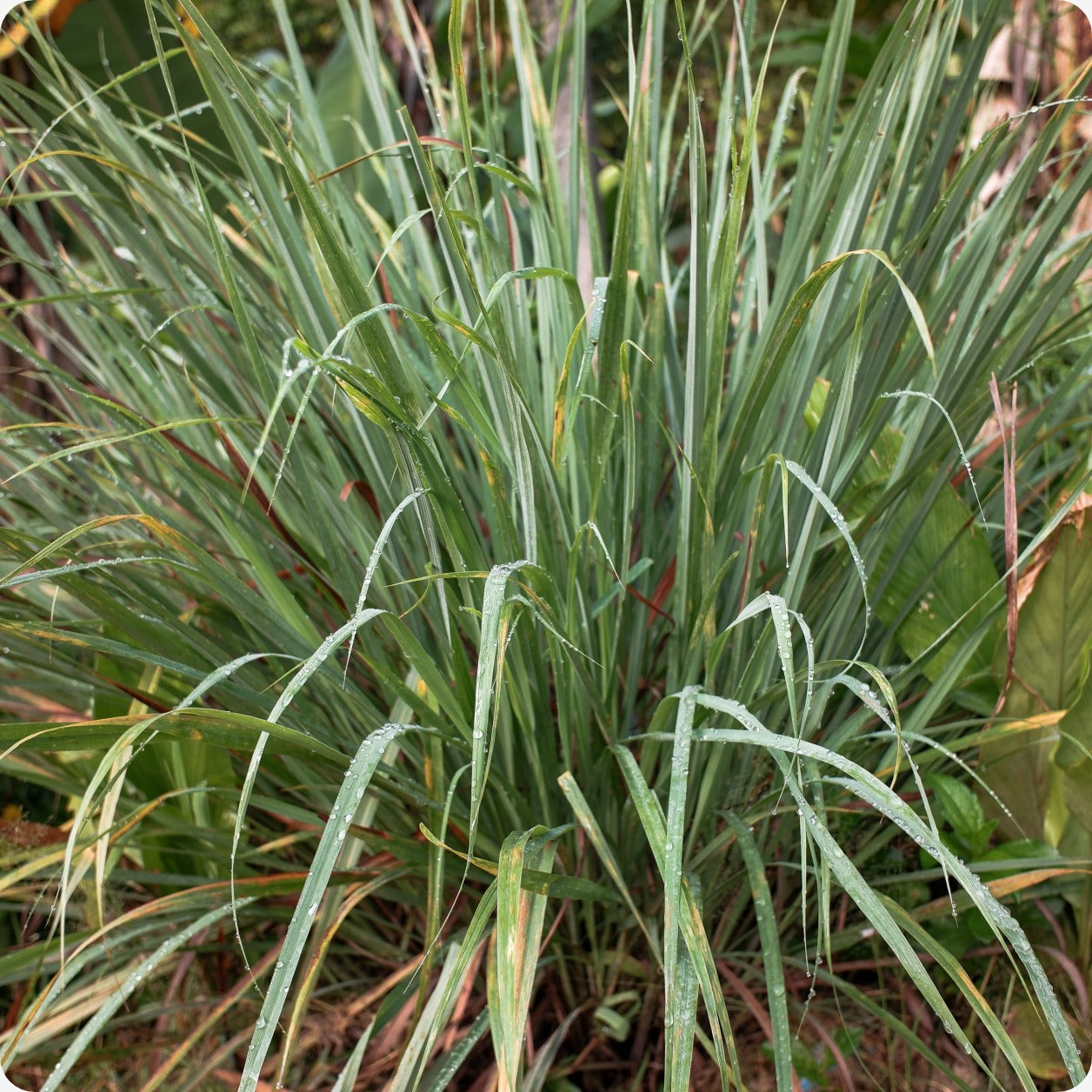 lemongrass seeds or plants Malabar Lemongrass Seeds
