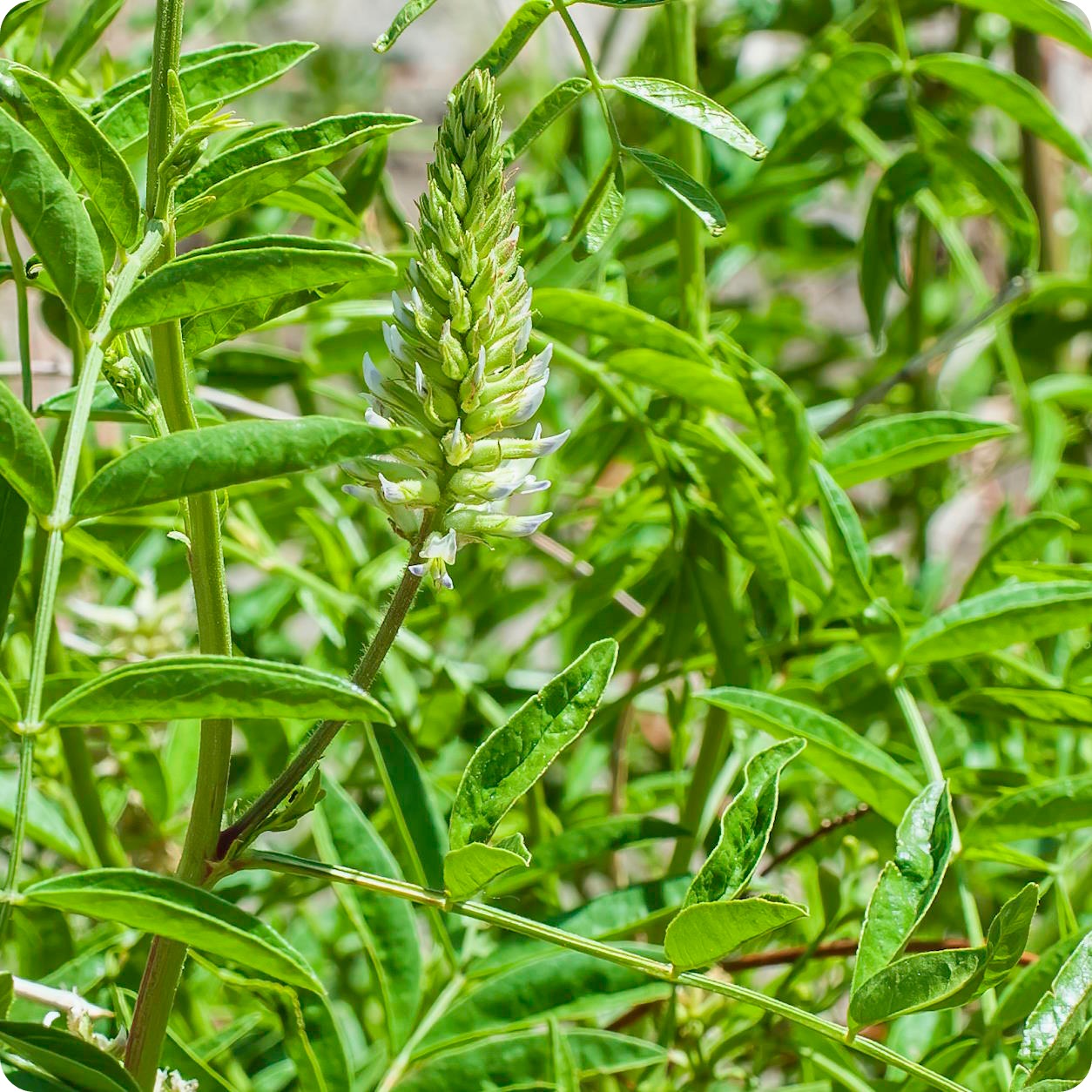 licorice seeds plant Licorice Seeds