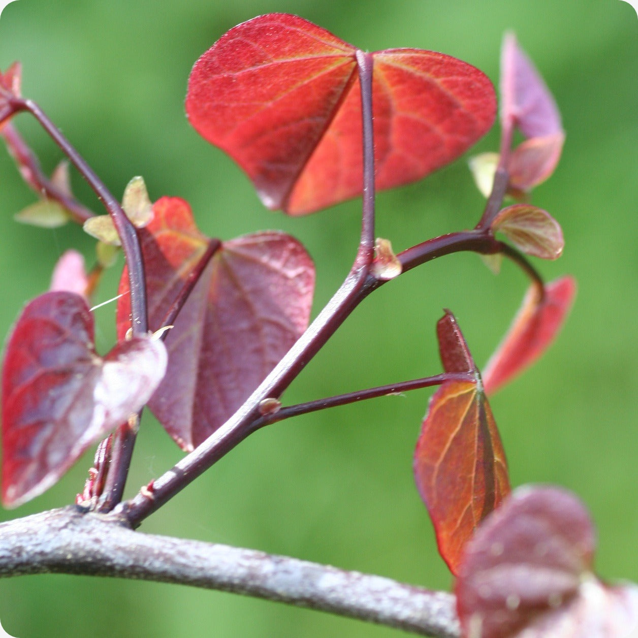 plant redbud seeds Redbud Seeds