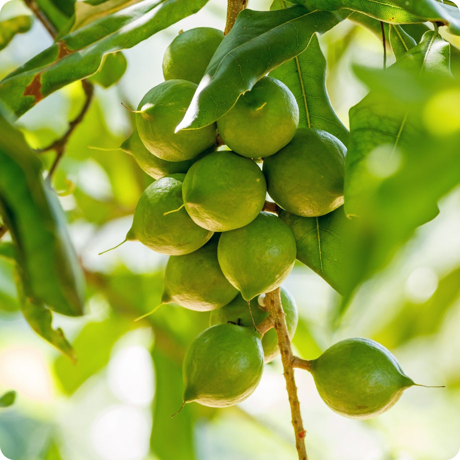 macadamia nut plant seed Macadamia Nut Tree Seeds