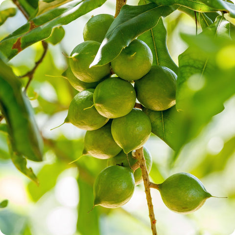 Macadamia Nut Tree Seeds