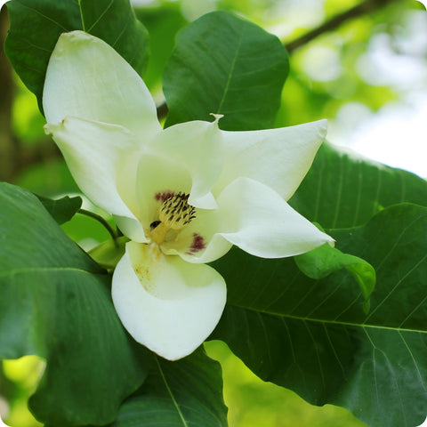 Magnolia Seeds - Bigleaf