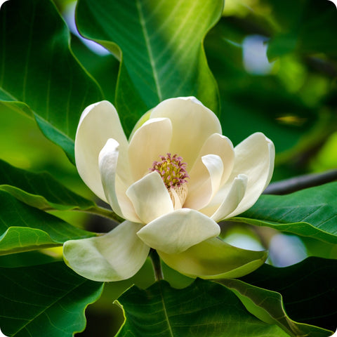 Magnolia Seeds - Houpu Bark