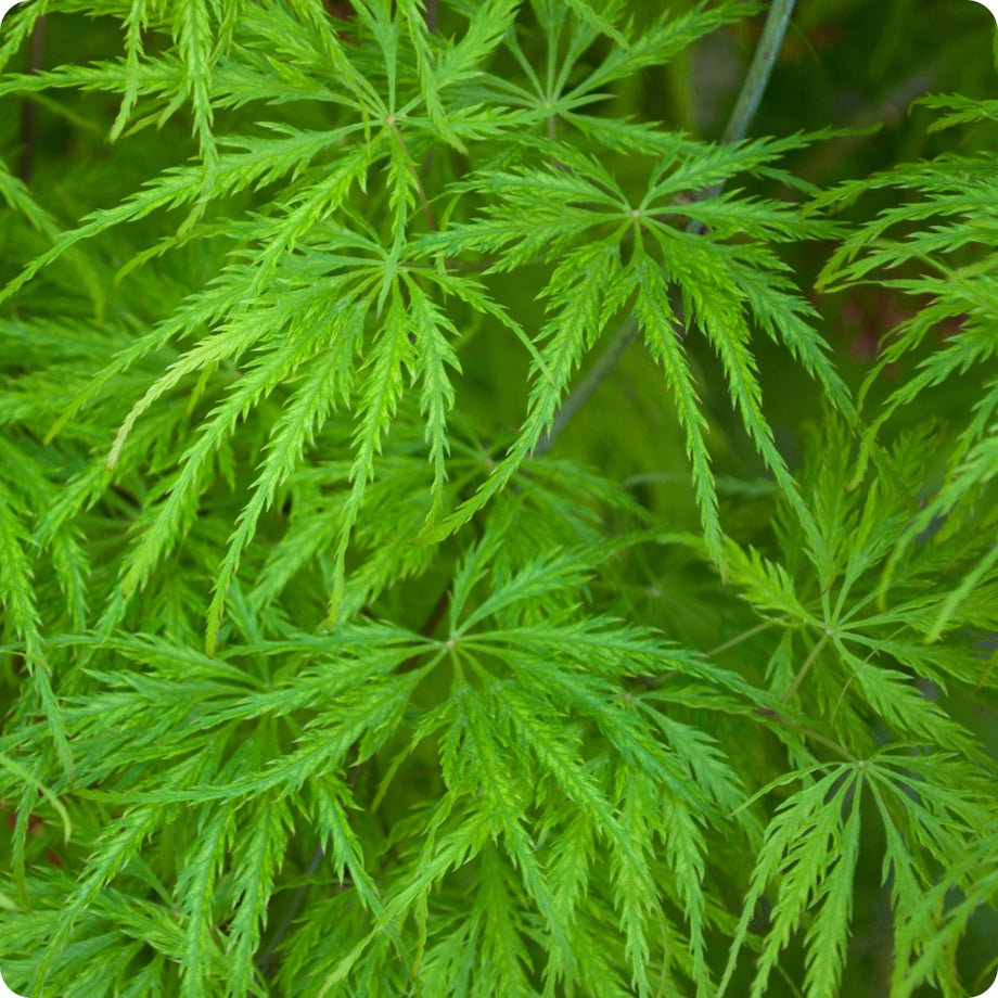 Maple Tree Seeds - Upright Japanese Green – The Incredible Seed